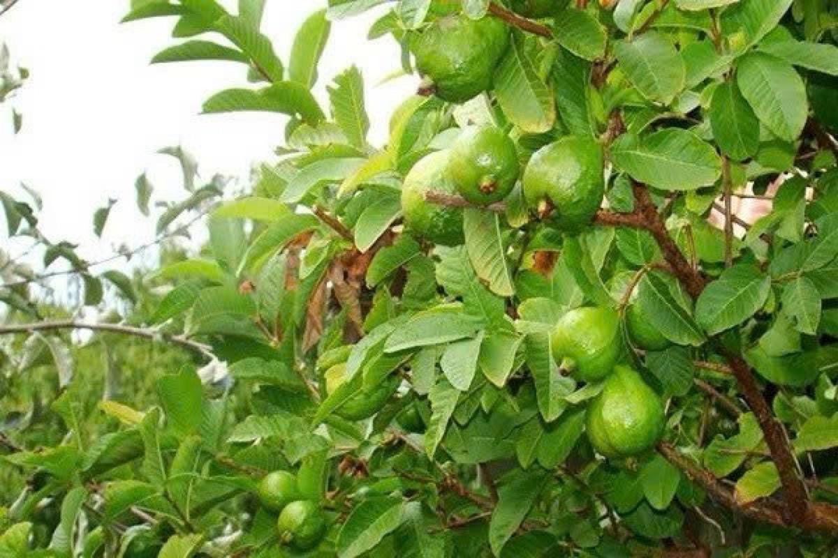 Ổi Ổi nữ hoàng lô A
