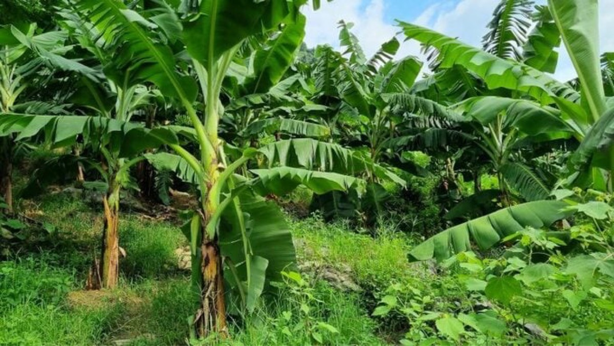 Chuối sứ vườn chính